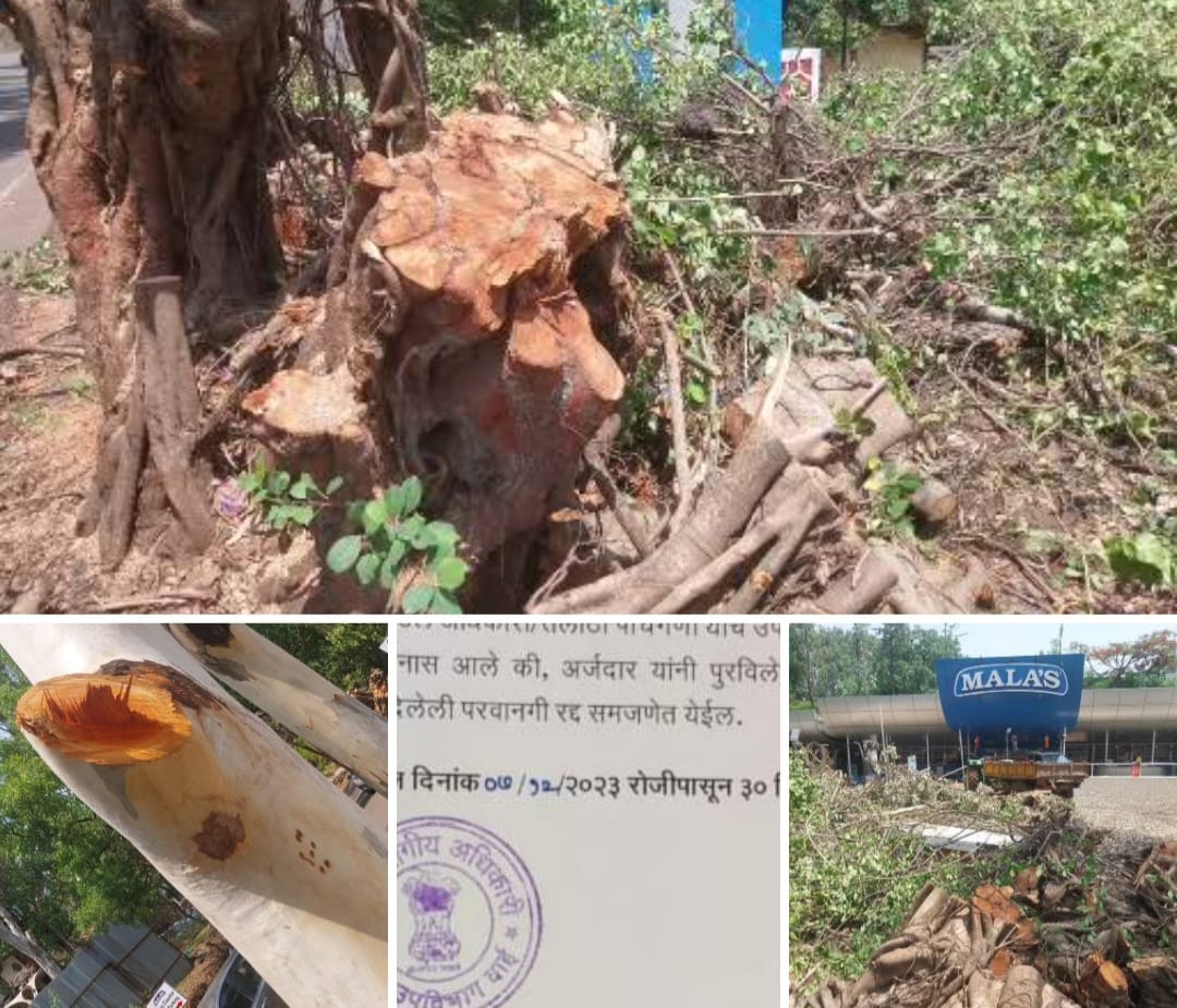 मालाज फुड प्रॉडक्टस प्रा.लि.तर्फ श्री श्रीपाद वामन सहस्त्रबुद्धे यांच्याकडून उपविभागीय प्रांत अधिकारी वाई यांच्या दोन वर्षांपूर्वीचे पत्र दाखवत 15 झाडांची हत्या तलाठी सर्कल तहसीलदार यांची मात्र हाताची घडी आणि तोंडावर बोट मालाज फॅक्टरीचा ज्यूस आणि जाम नक्की कुणाकुणाला दिला जातोय ?.,